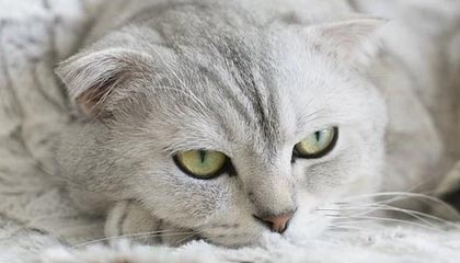 开云体育在线登入-球队内部风波：某俱乐部管理层引发众怒，球队管理方案