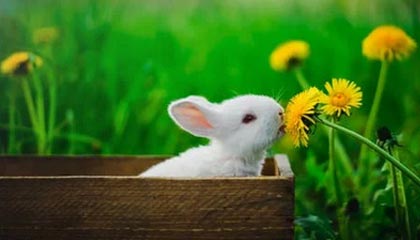 开云体育在线登入-球队内部风波：某俱乐部管理层引发众怒，球队管理方案